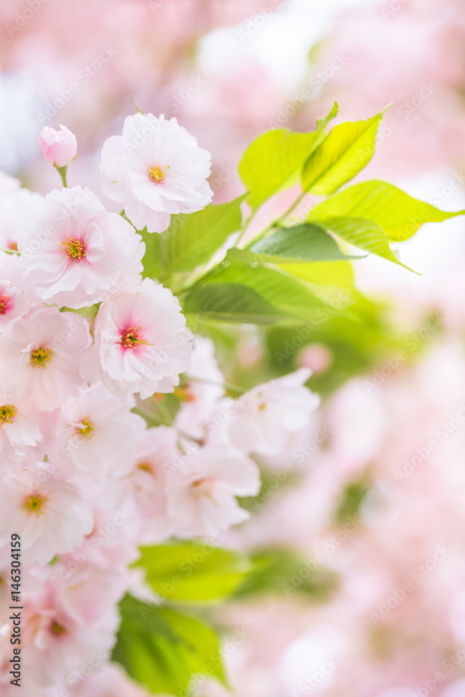 桜