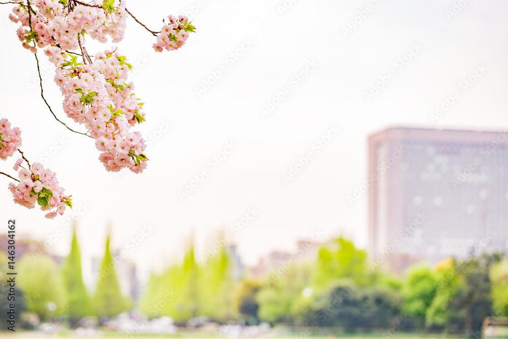 桜