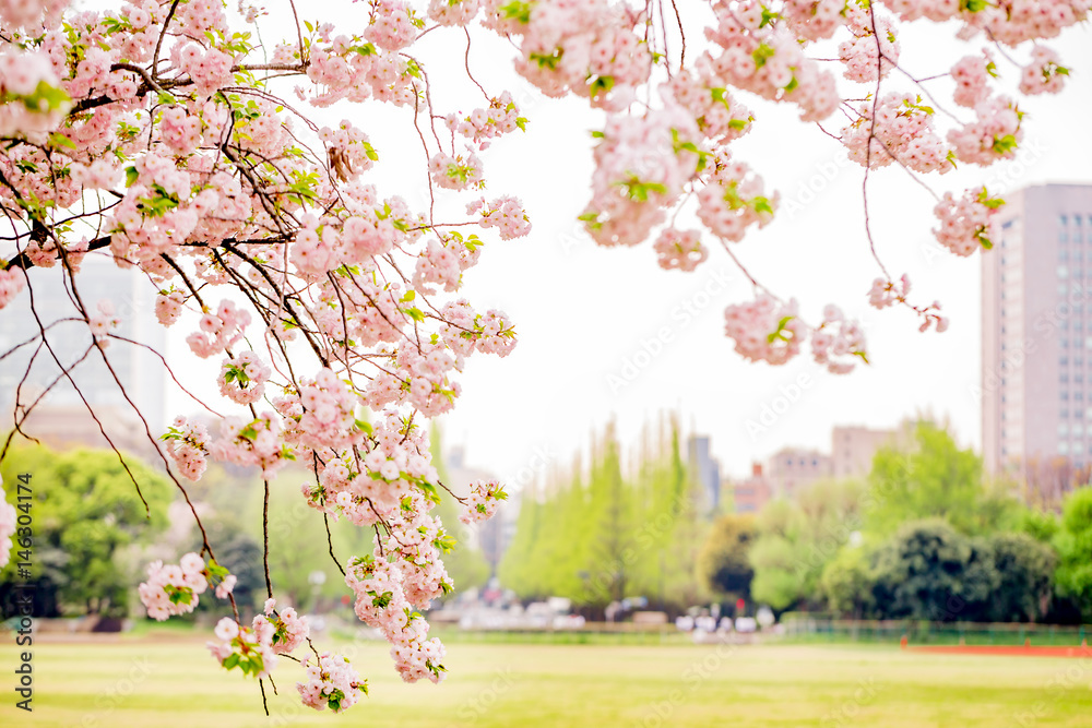 桜