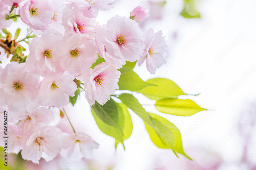 桜