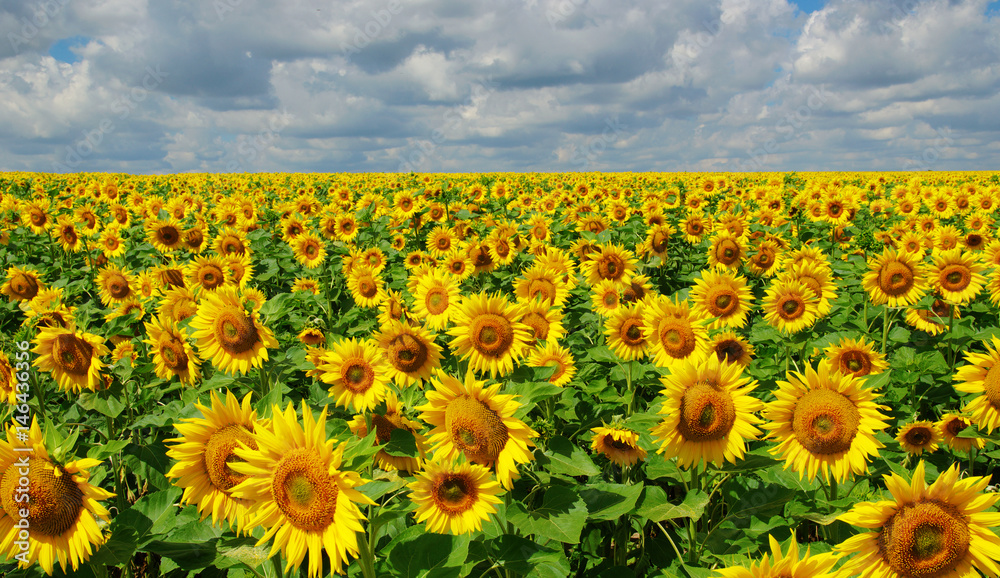 field of blooming sunflowers