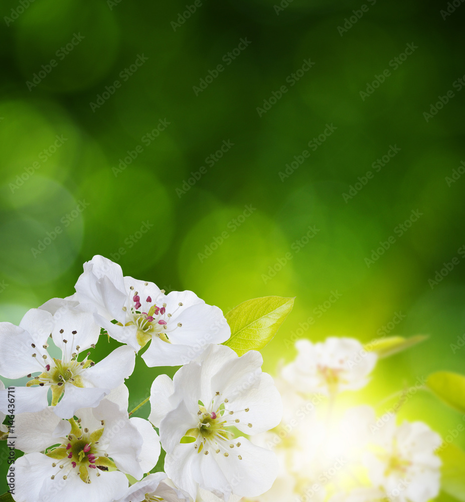 Spring blossom with soft blur background