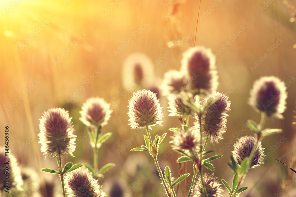 field of spring flowers