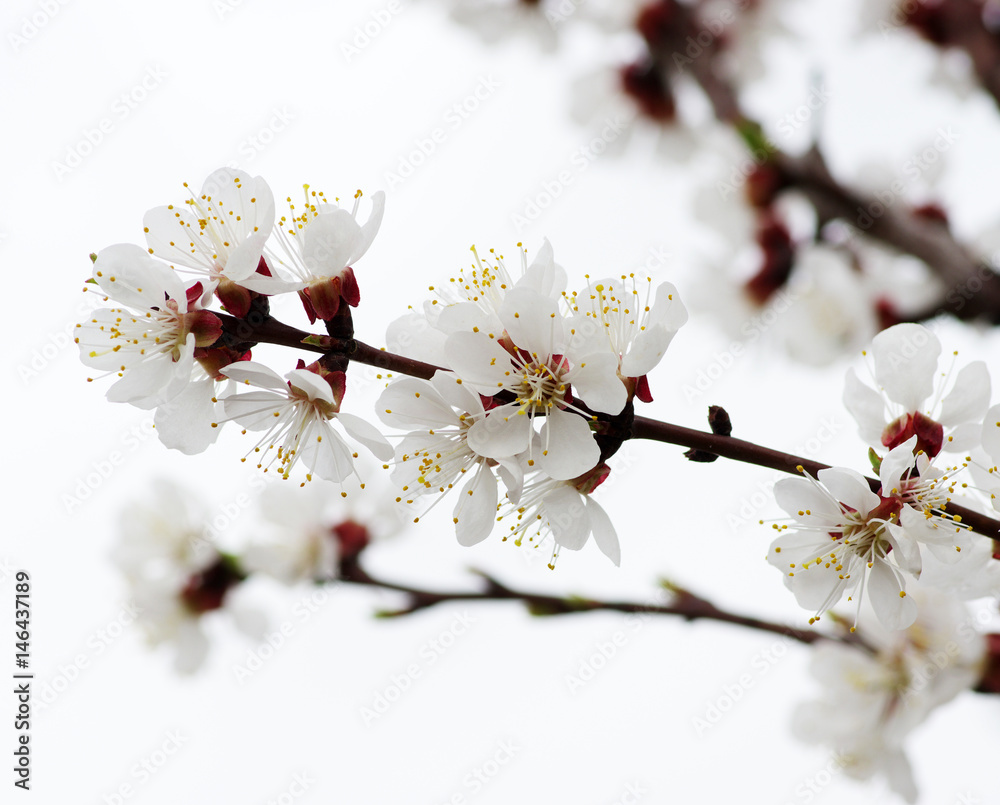 Branch with blossoms