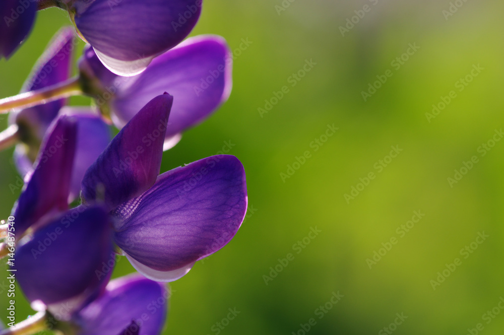 flower on green background