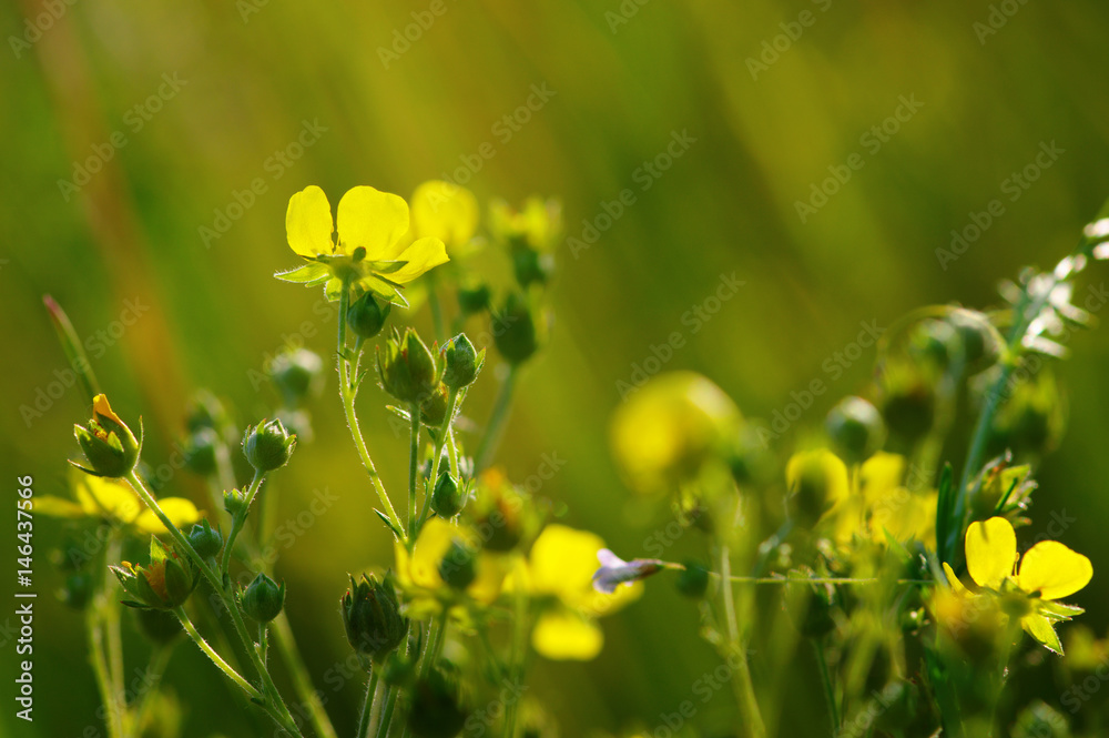 阳光下的春花