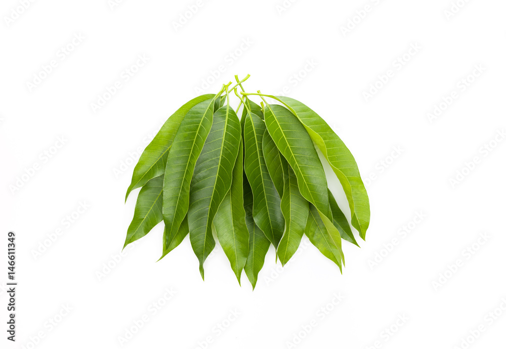 Mango leaf isolated on white background.