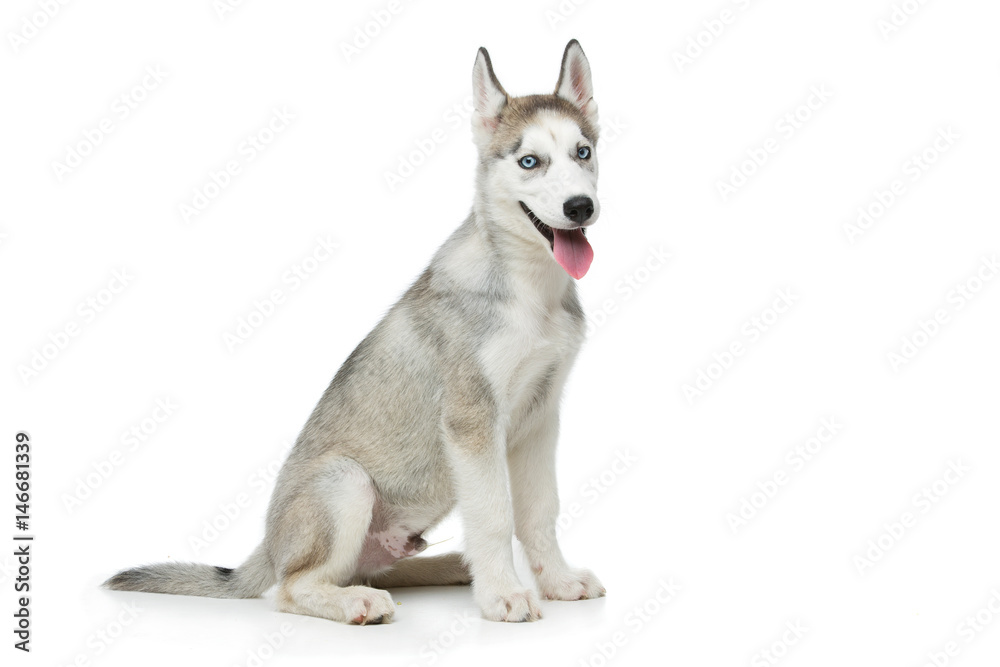 Cute husky puppy dog