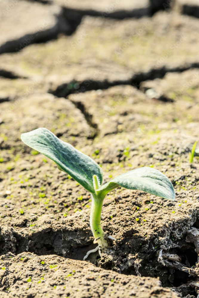 Green sprout grow on dry land,concept background