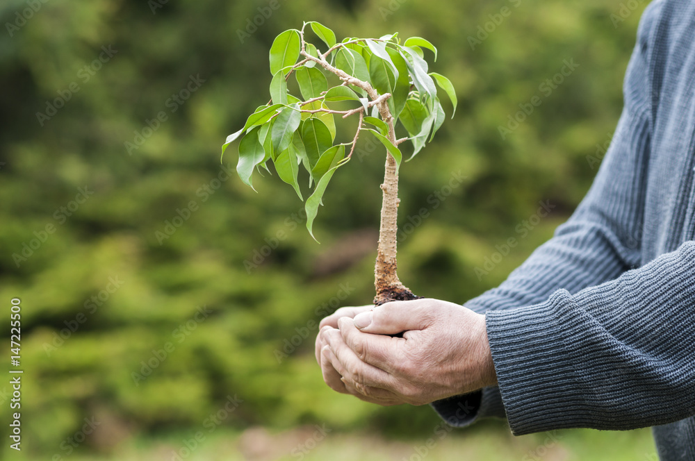 Haende halten einen Baum/Menschliche Haende哈尔滕einen Baum vor dem einpflanzen。