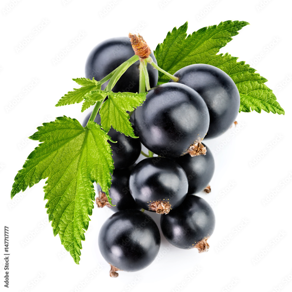 black currant branch