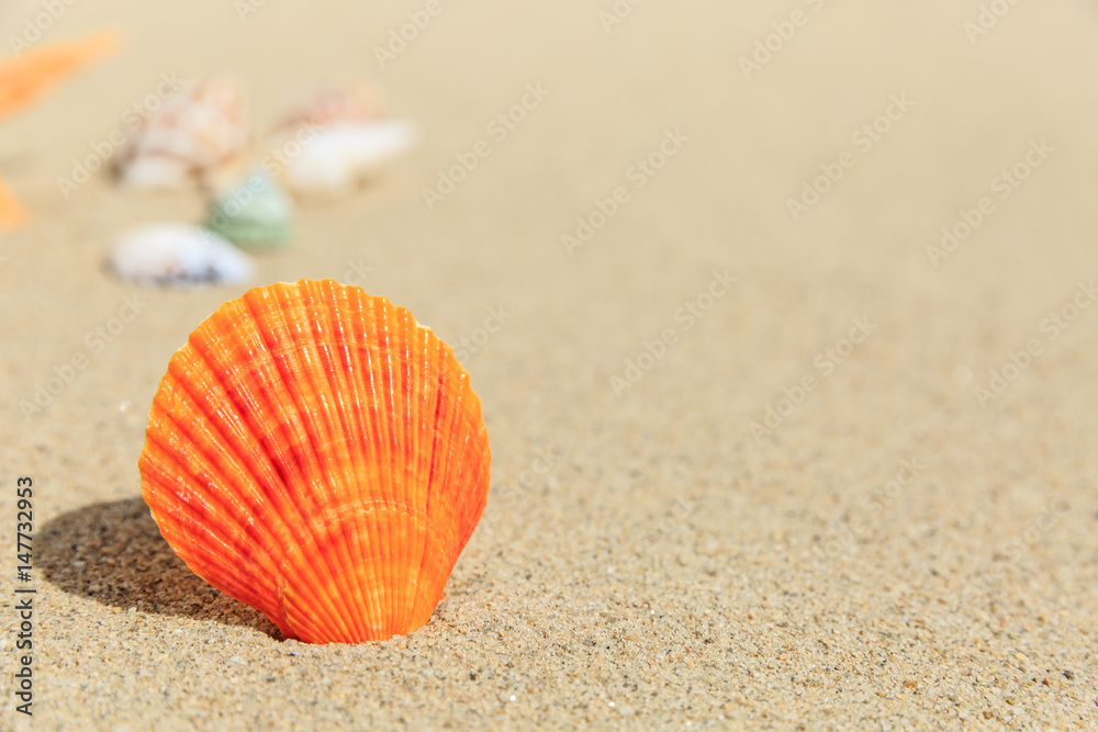 conch and Shells on sandy beach