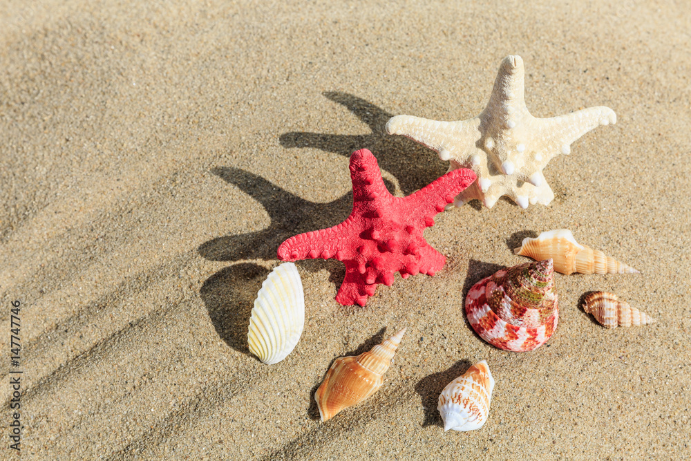 starfish and Shells on sandy beach