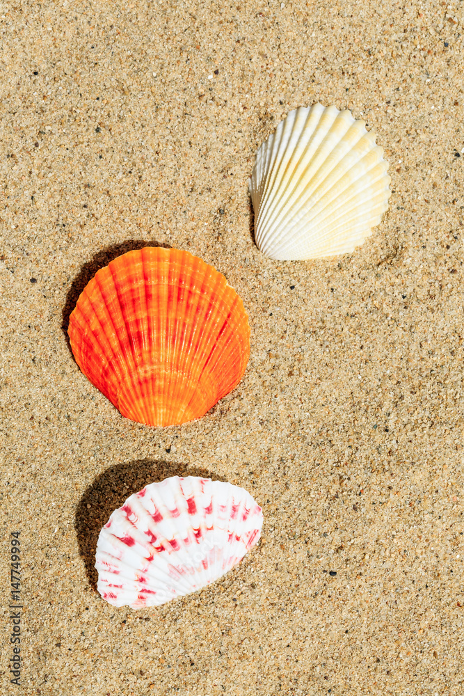 Shell on sandy beach