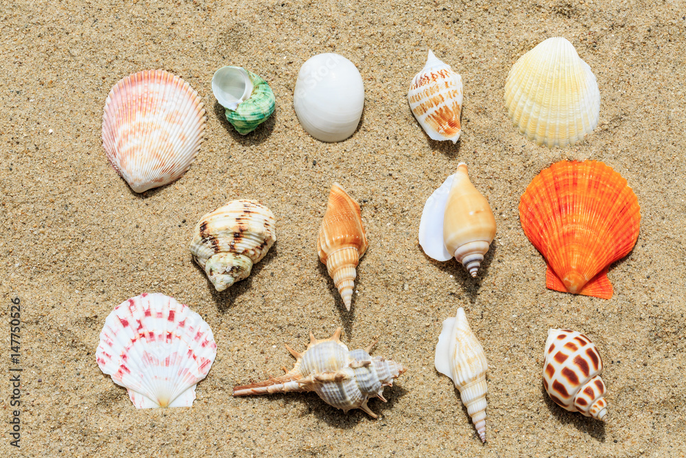 conch and Shells on sandy beach