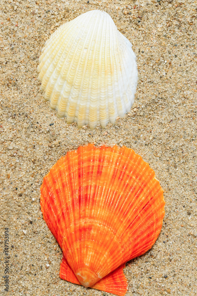 Shell on sandy beach