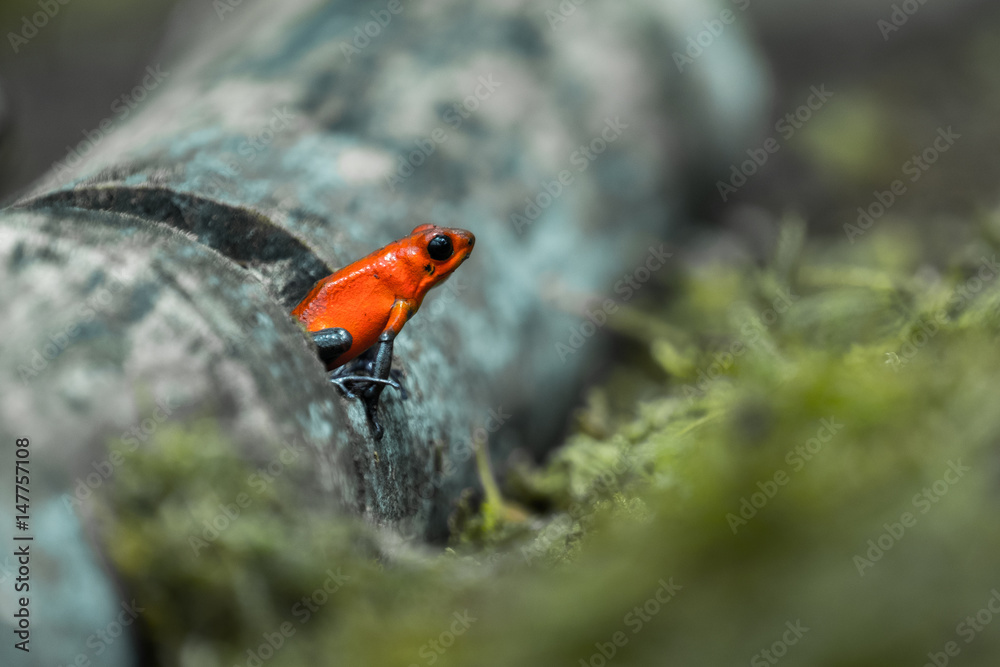 草莓毒蛙或草莓毒镖蛙（Oophaga pumilio，原名Dendrobates pumilio）