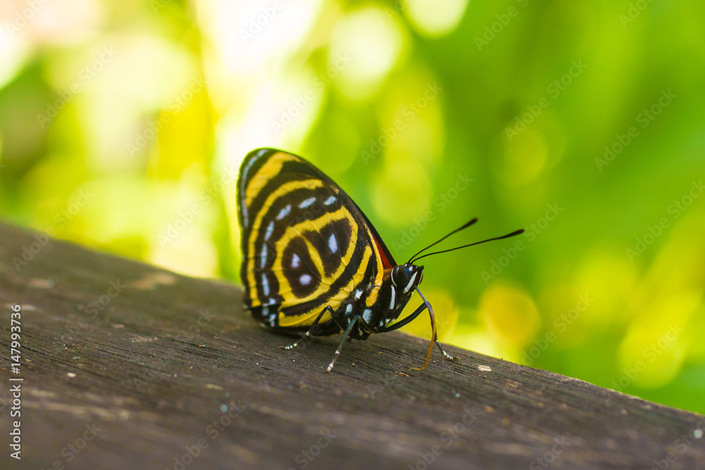 Yellow and Black Callicore Butterfly