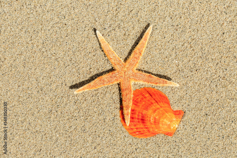 starfish and Shells on sandy beach