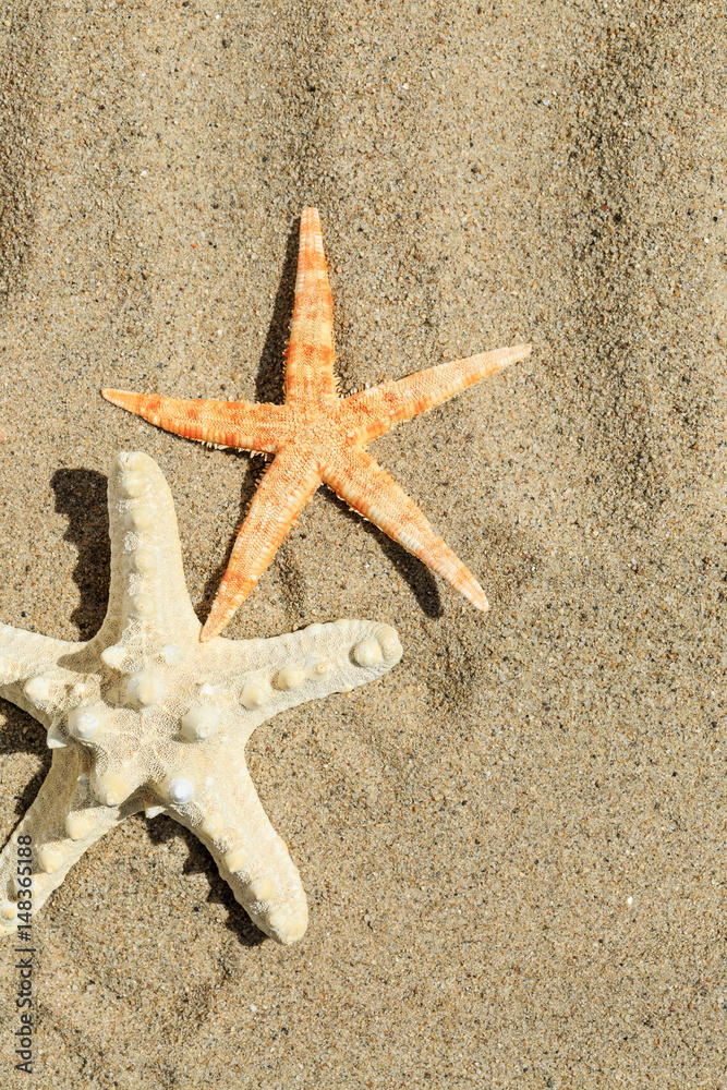 Starfish on sandy beach