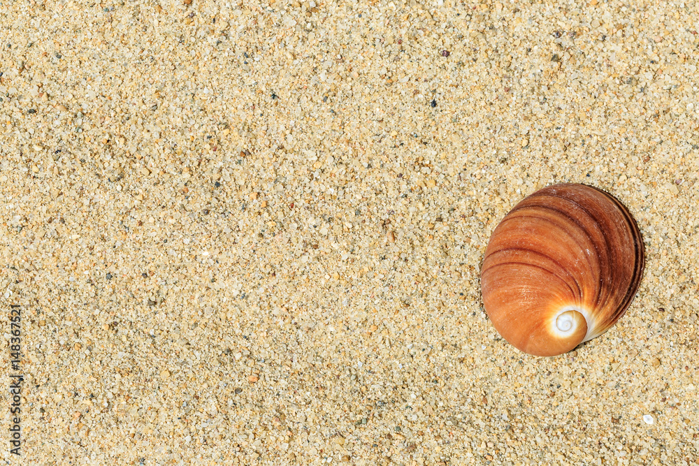 热带海滩上的海螺景观