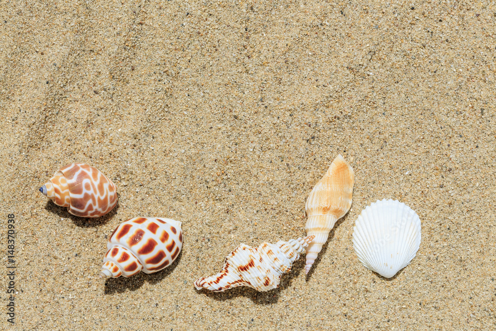 Landscape with conch on tropical beach