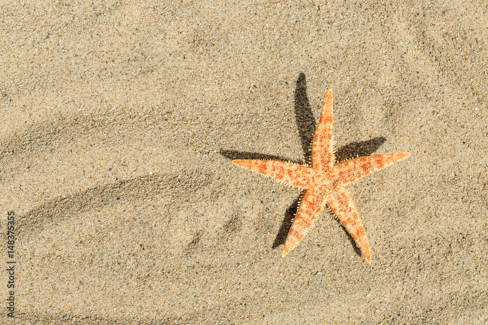 Starfish on sandy beach