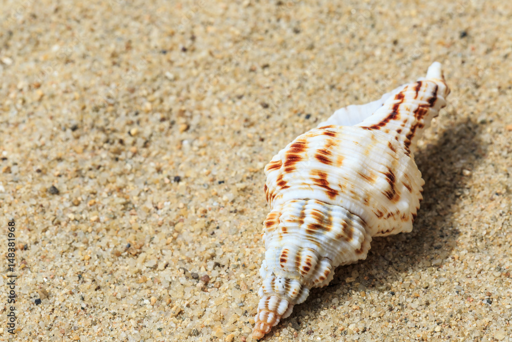 Landscape with conch on tropical beach