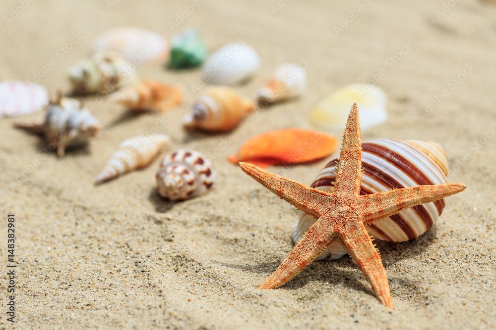 starfish and conch on sandy beach