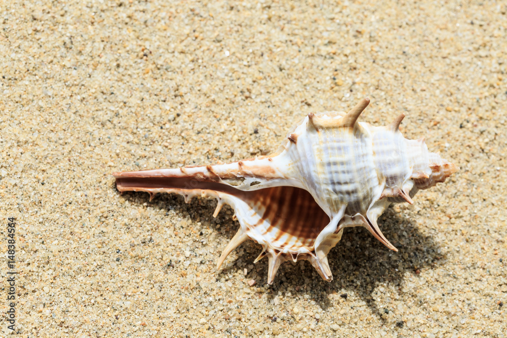 Landscape with conch on tropical beach