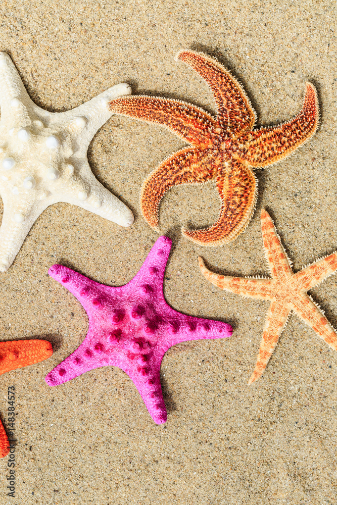 Starfish on sandy beach