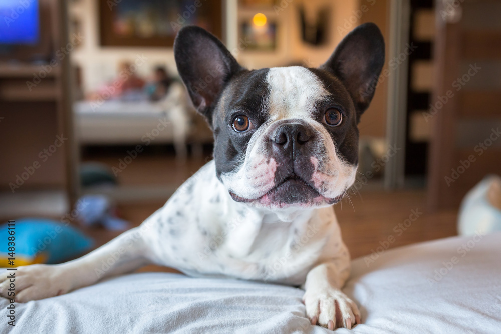 Adorable french bulldog wanna go to bed