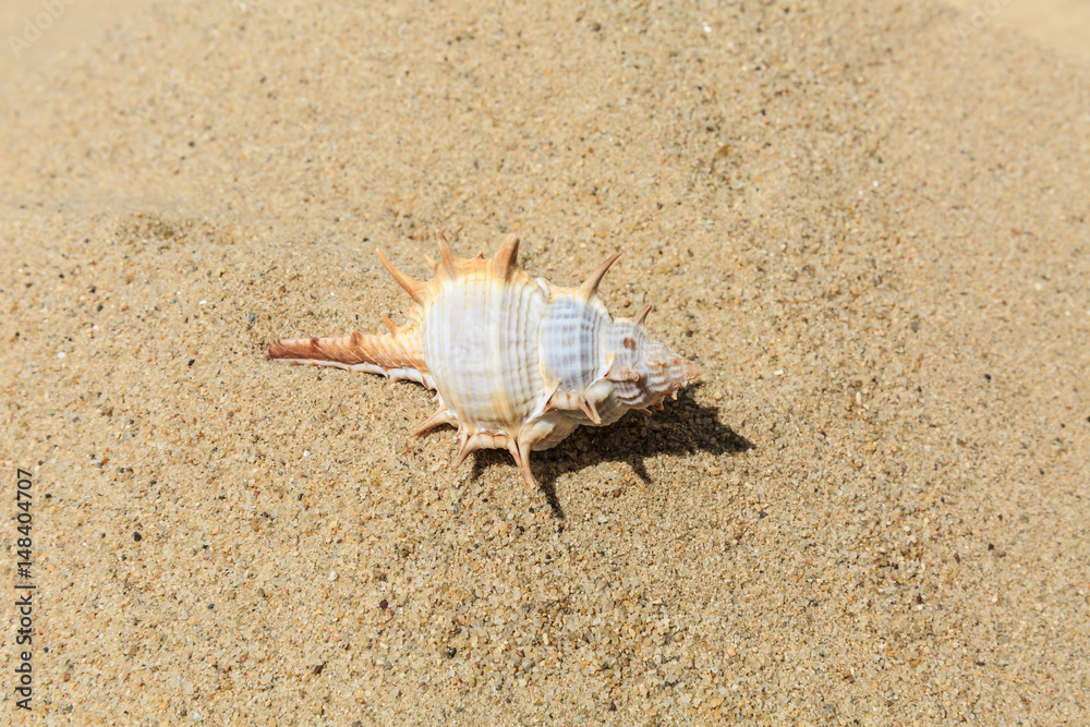 Landscape with conch on tropical beach