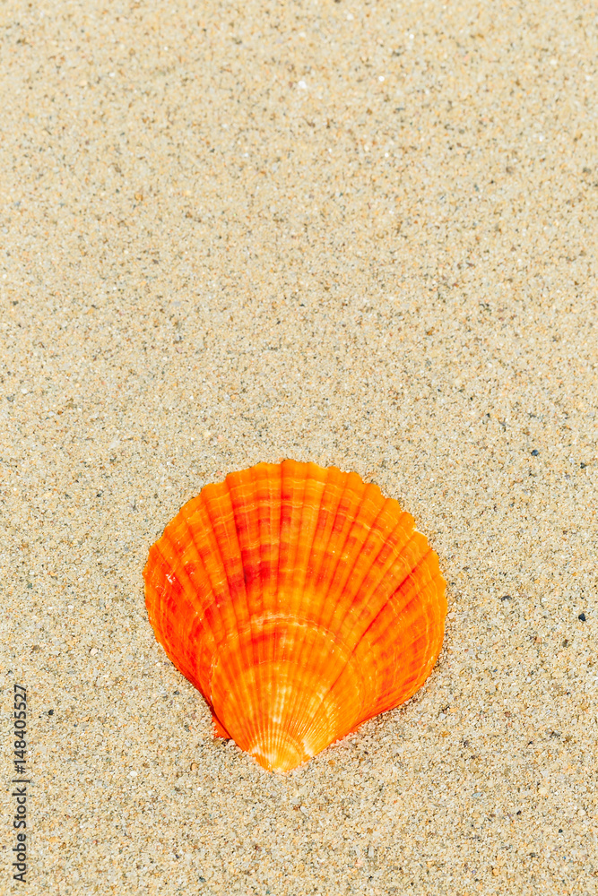 Landscape with shells on tropical beach