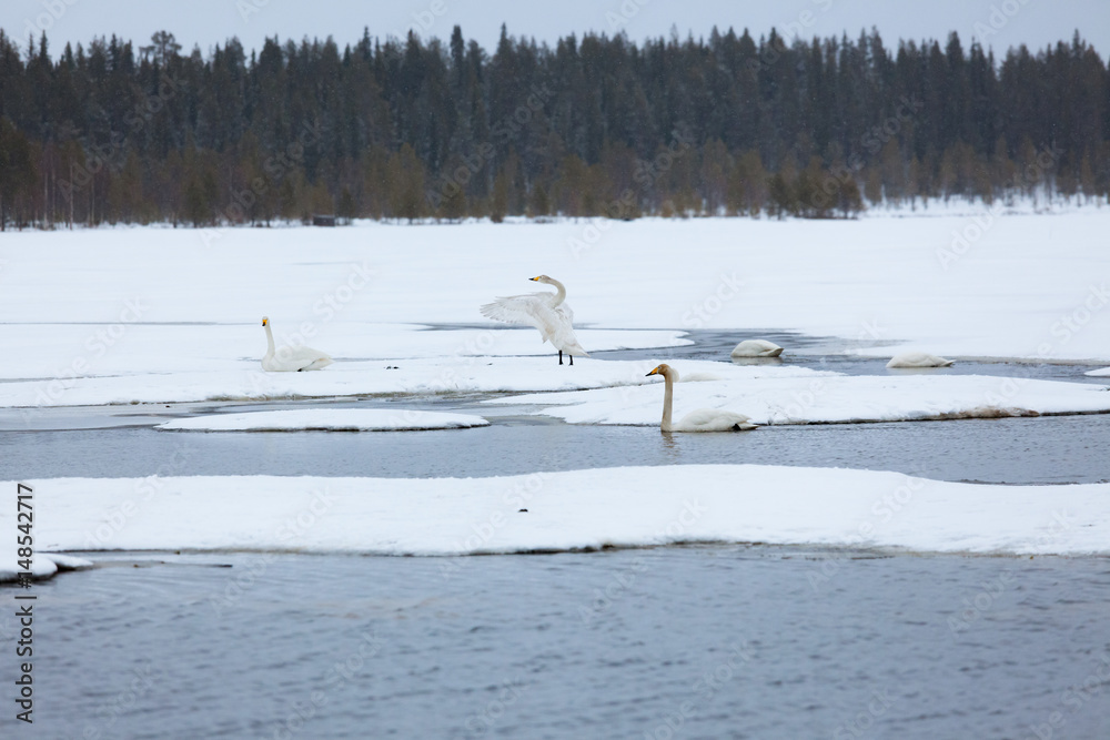 Swans on partially frozen lake