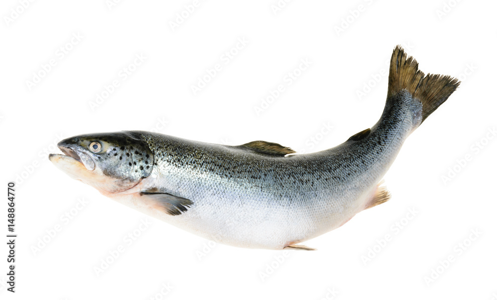 Salmon fish isolated on white without shadow