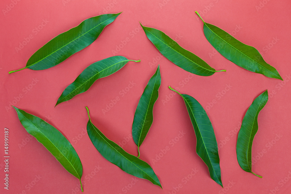 Mango leaves on colorful paper background.