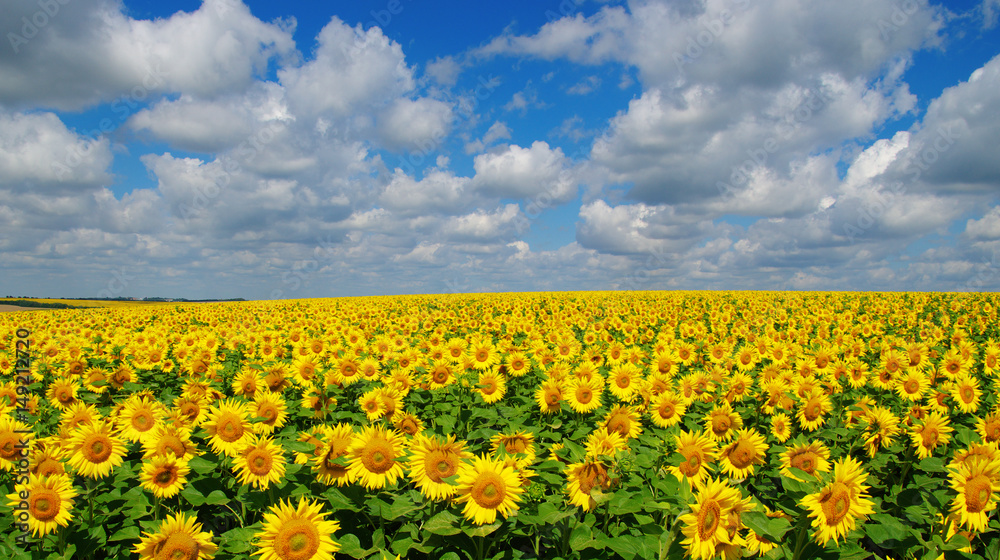 field of blooming sunflowers