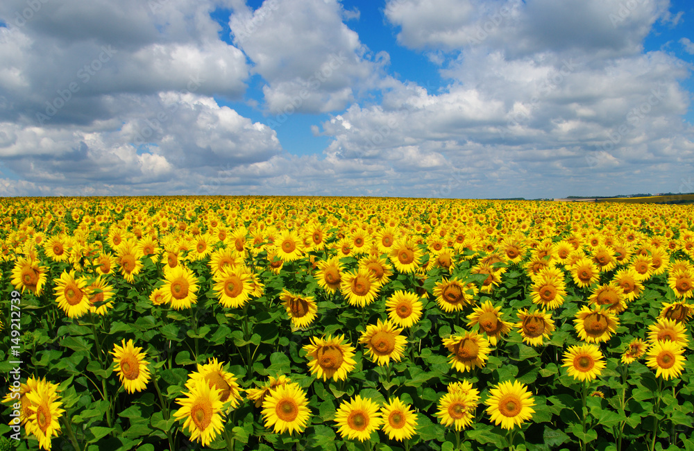 field of blooming sunflowers