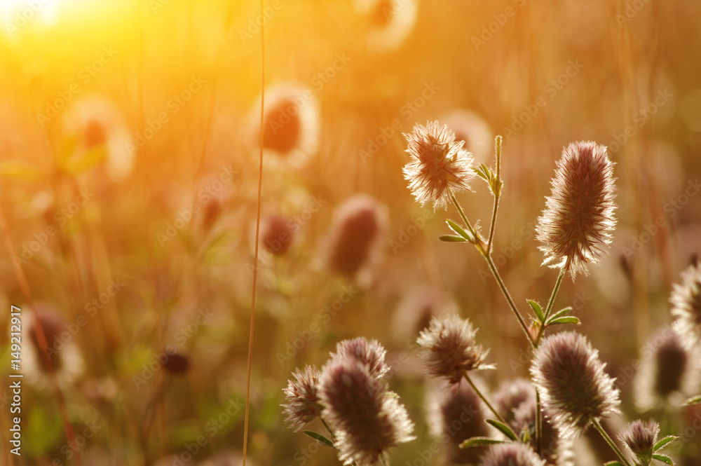 field of spring flowers