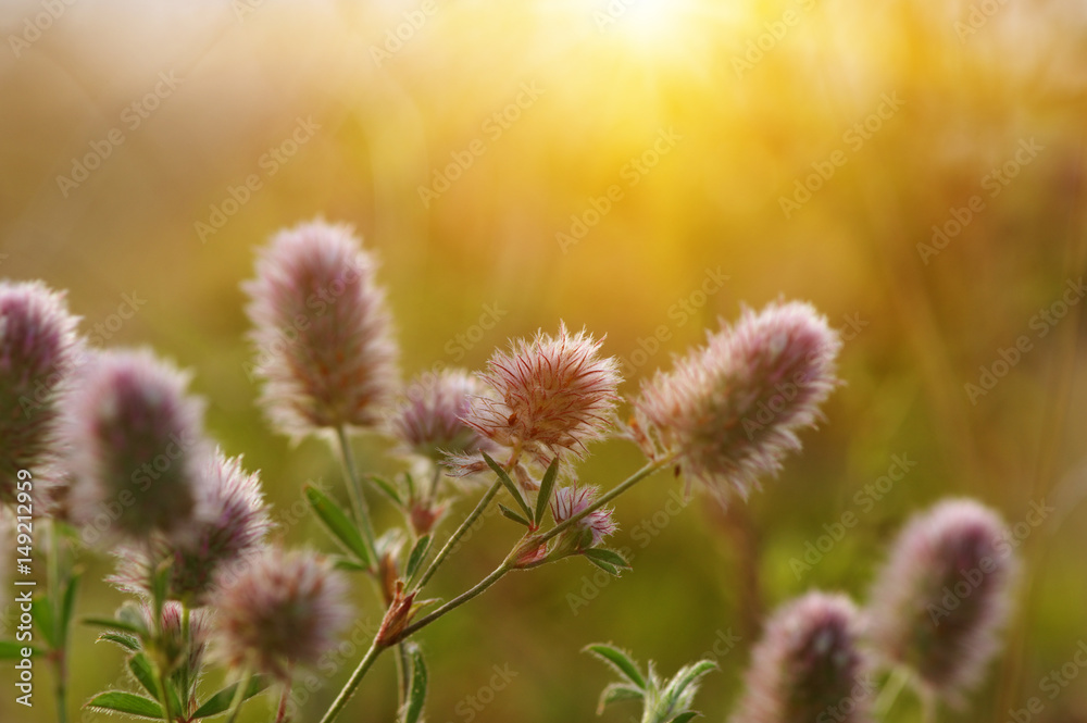 夏季开花草