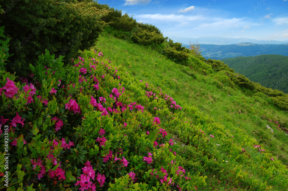 夏日山景