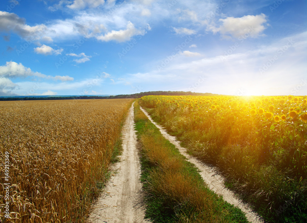 road in field