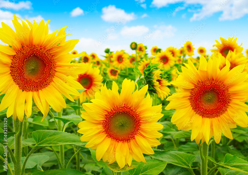 sunflowers field on sky