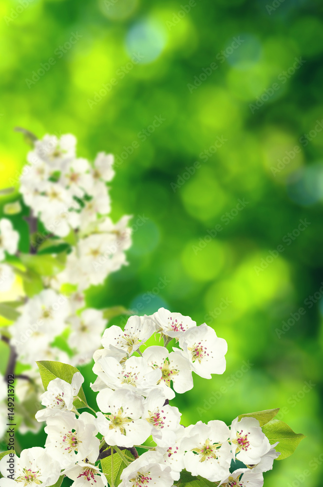 Spring blossom with soft blur background