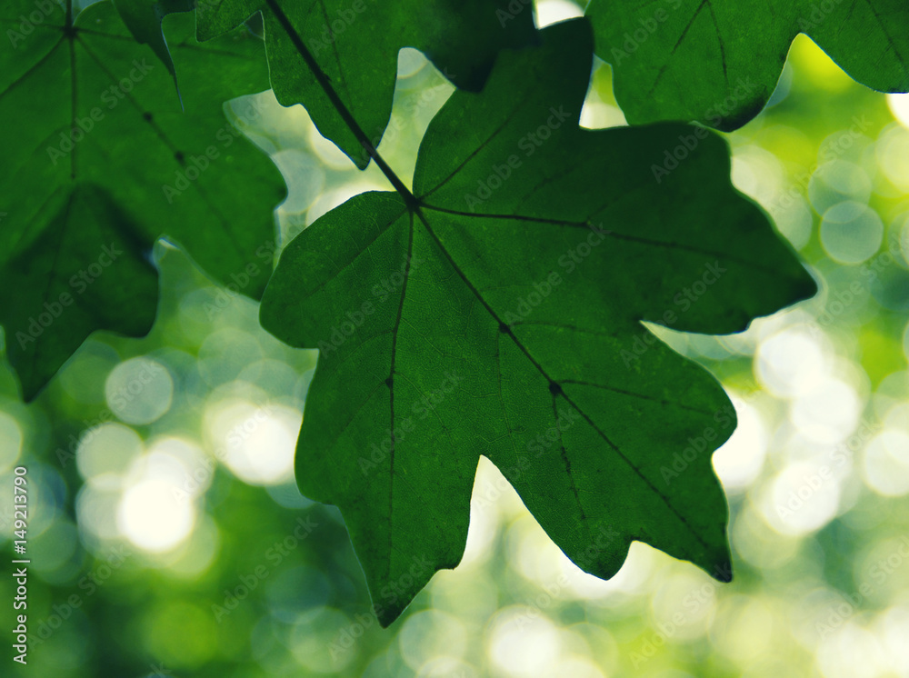 Green leaves on the green