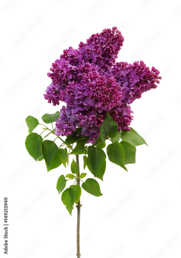 Lilac flower isolated on white