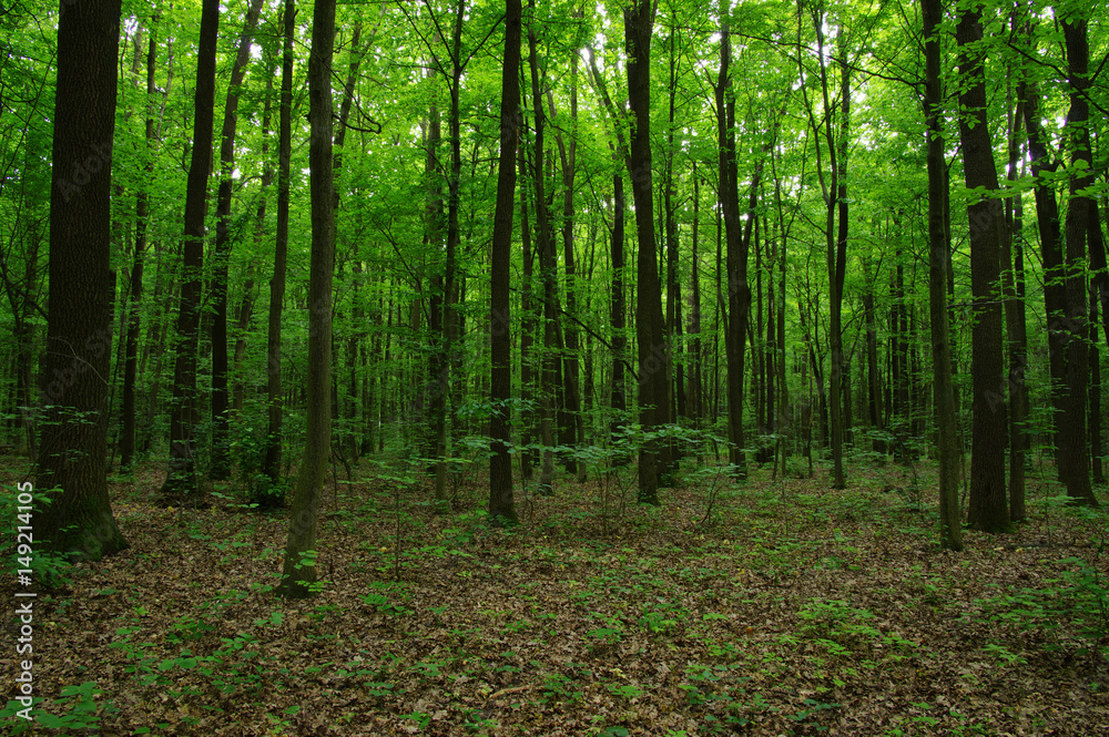 Trees in green forest