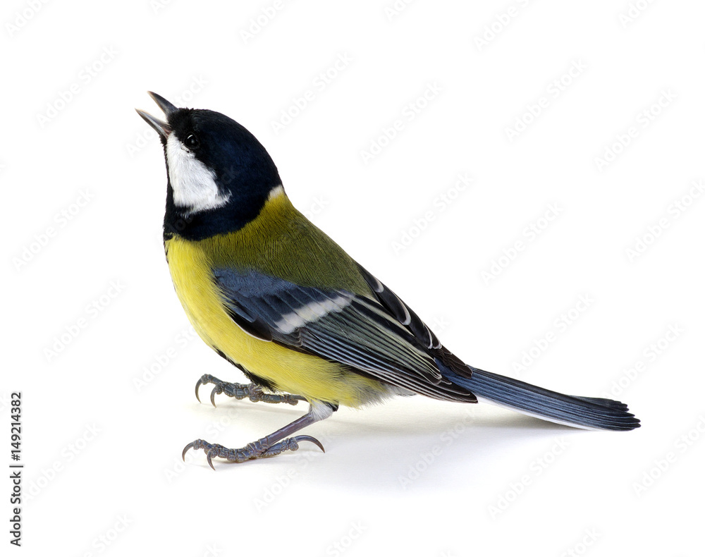 great tit, Parus major