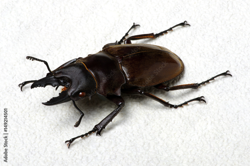 Stag beetle isolated on white